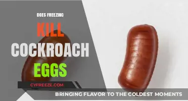Freezing Cockroach Eggs: Effective Solution or Myth?