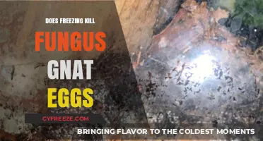 Freezing Fungus Gnat Eggs: Effective Solution or Myth?