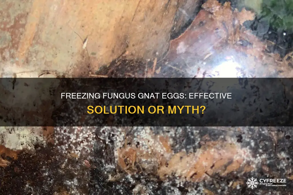 does freezing kill fungus gnat eggs