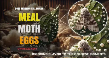 Freezing Indian Meal Moth Eggs: Effective Pest Control or Myth?