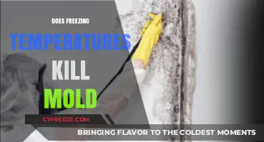 Can Freezing Temperatures Effectively Kill Mold in Your Home?