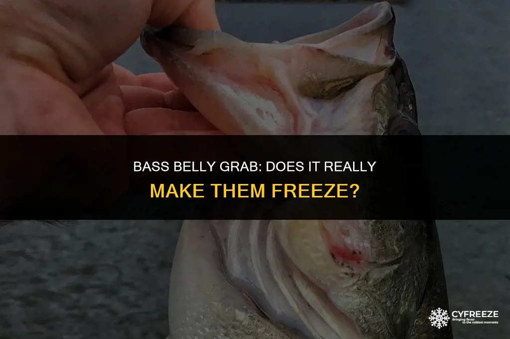 does grabbing bass by the belly make them freeze