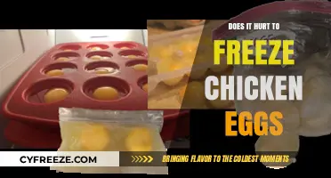 The Truth About Freezing Chicken Eggs: Painful or Harmless?