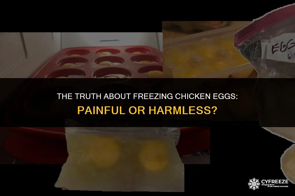 does it hurt to freeze chicken eggs