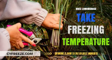 Can Lemongrass Survive Freezing Temperatures? A Gardening Guide