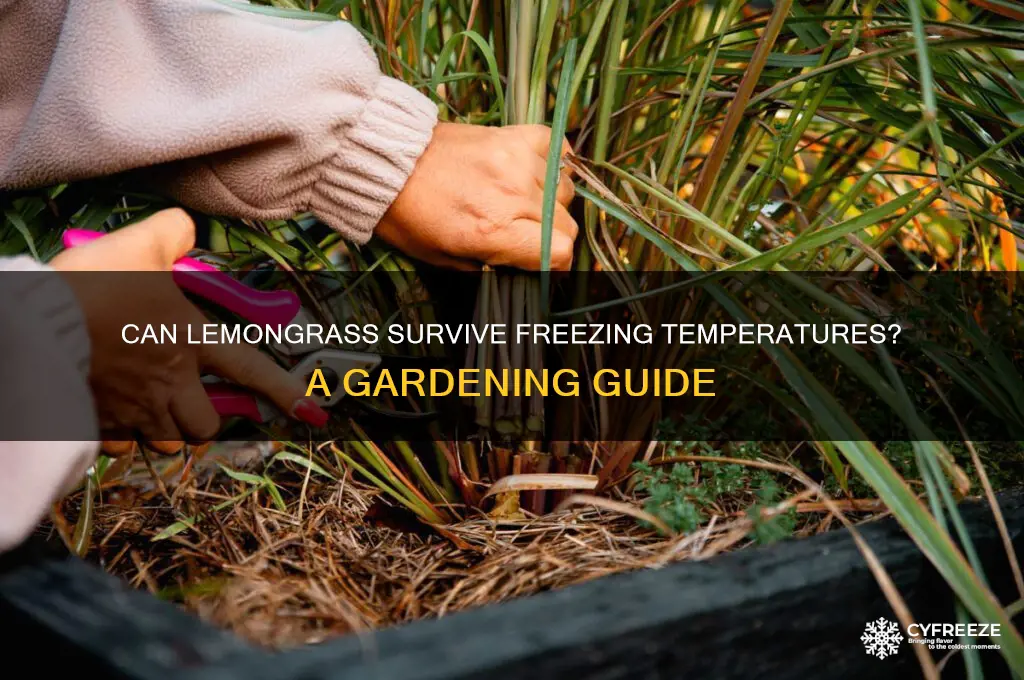does lemongrass take freezing temperature