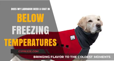 Should Your Labrador Wear a Coat in Freezing Weather? Expert Tips