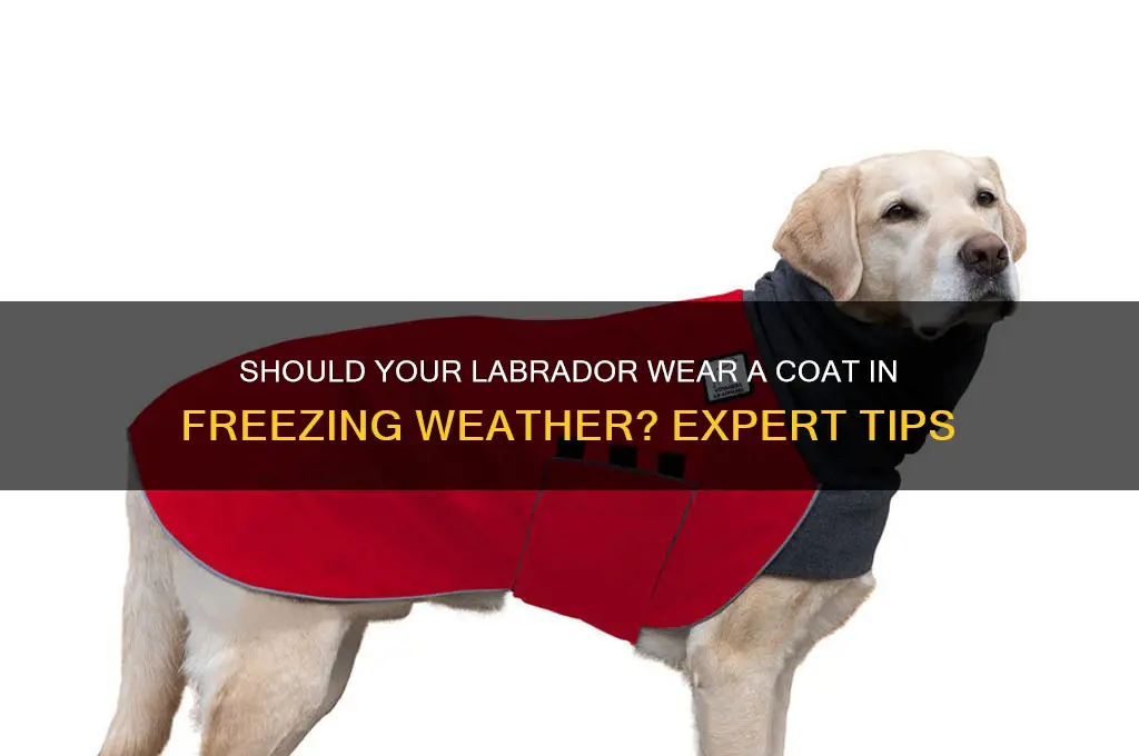 does my labrador need a coat in below freezing temperatures