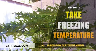 Can Papaya Survive Frost? Freezing Temperatures and Fruit Resilience Explained