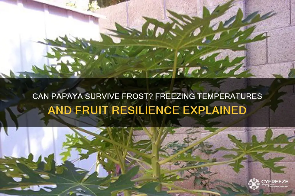 does papaya take freezing temperatures