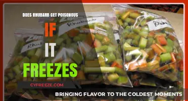 Freezing Rhubarb: Does Cold Turn This Veggie Toxic?