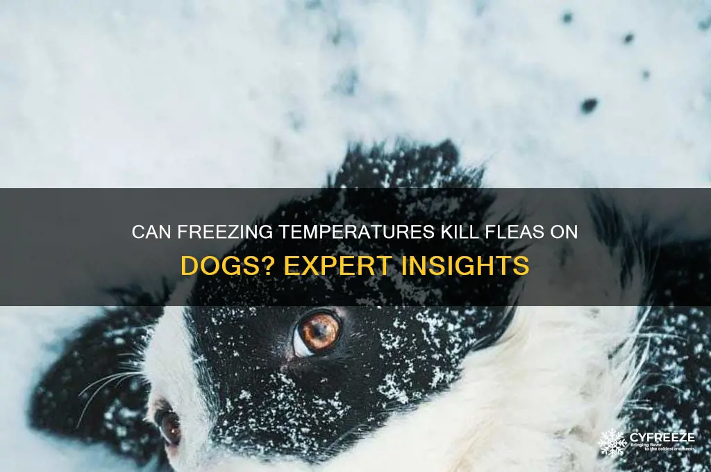 does sending a dog out in freezing temperature kill fleas