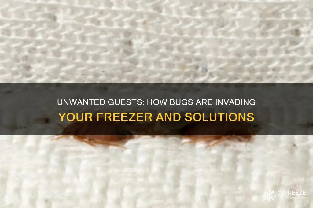 how are bugs getting into my freezer