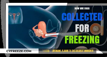 Egg Freezing Process: How Eggs Are Collected for Preservation