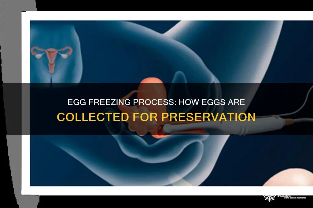 how are eggs collected for freezing