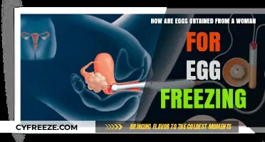 Egg Freezing Process: How Eggs Are Retrieved from Women