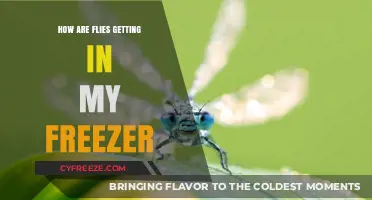Unwanted Guests: How Flies Are Invading Your Freezer and Solutions
