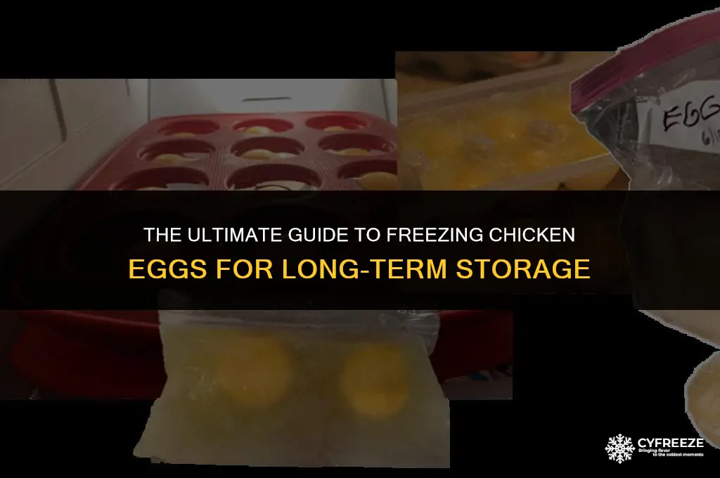 how can i freeze chicken eggs