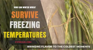 Winter Wheat's Resilience: Surviving Freezing Temperatures with Natural Adaptations