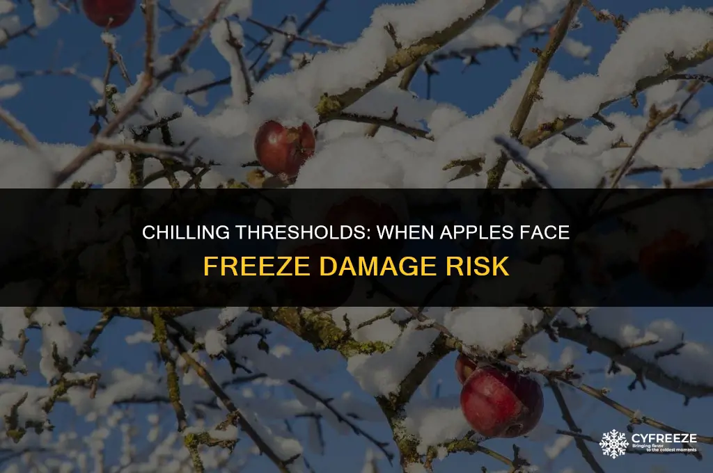 how cold before freeze damage will occur in apples