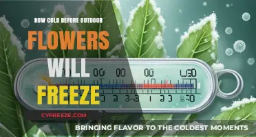 Chilling Thresholds: When Outdoor Flowers Face Frosty Peril