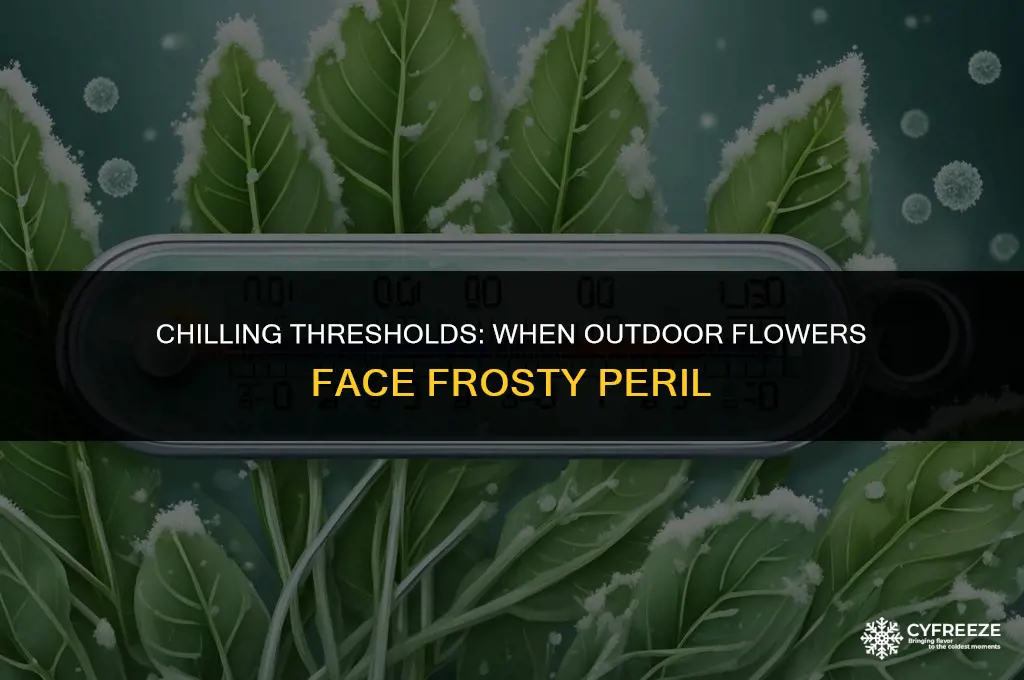 how cold before outdoor flowers will freeze