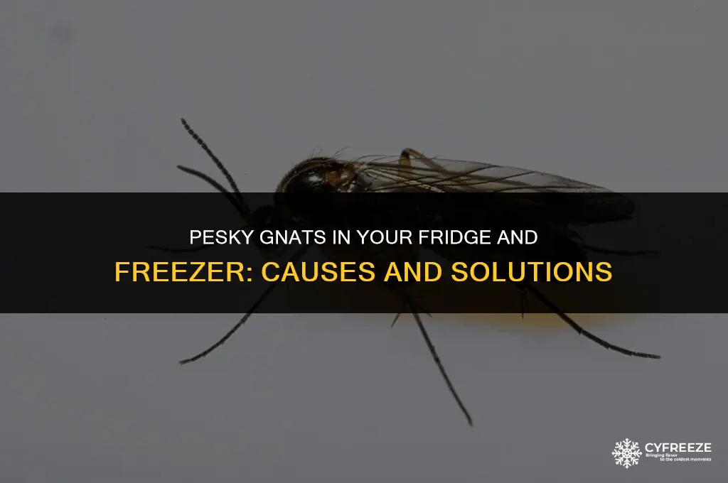 how could gnats get into my fridge and freezer