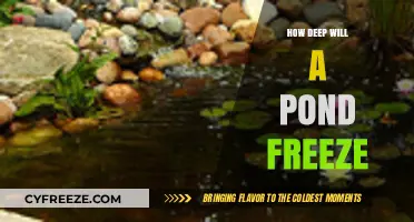 Exploring the Depths: How Deep Will a Pond Freeze?