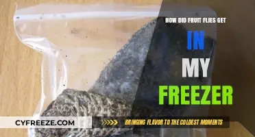 Fruit Flies in Freezer: Causes, Prevention, and Effective Solutions