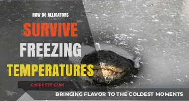 Alligators' Winter Survival: How They Endure Freezing Temperatures