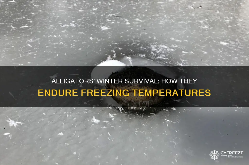how do alligators survive freezing temperatures
