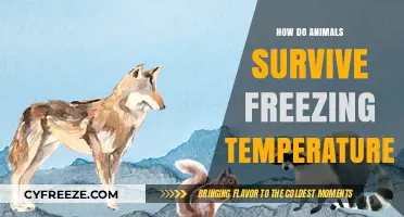 Surviving the Cold: Animal Adaptations to Freezing Temperatures Explained