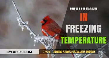 Surviving the Cold: How Birds Thrive in Freezing Temperatures