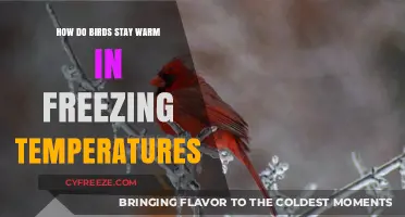 Feathered Secrets: How Birds Survive and Thrive in Freezing Temperatures