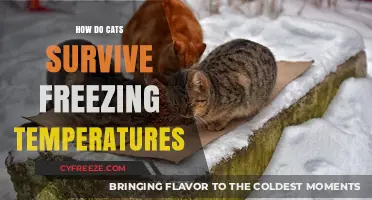 How Cats Survive Freezing Temperatures: Secrets of Their Winter Resilience