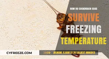 Cockroach Egg Resilience: Surviving Freezing Temperatures in Harsh Conditions