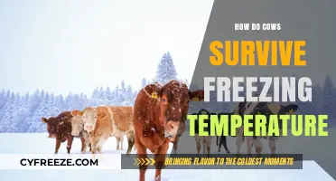 How Cows Survive Freezing Temperatures: Winter Resilience Strategies Explained