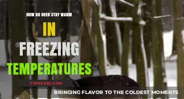 Deer Survival Secrets: Staying Warm in Freezing Winter Conditions