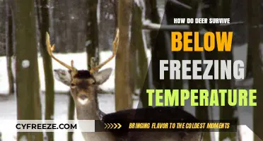 Deer Survival Secrets: Thriving in Below-Freezing Winter Conditions