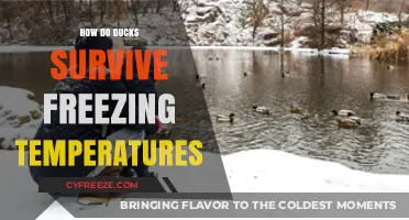 Ducks' Winter Survival: Secrets to Enduring Freezing Temperatures