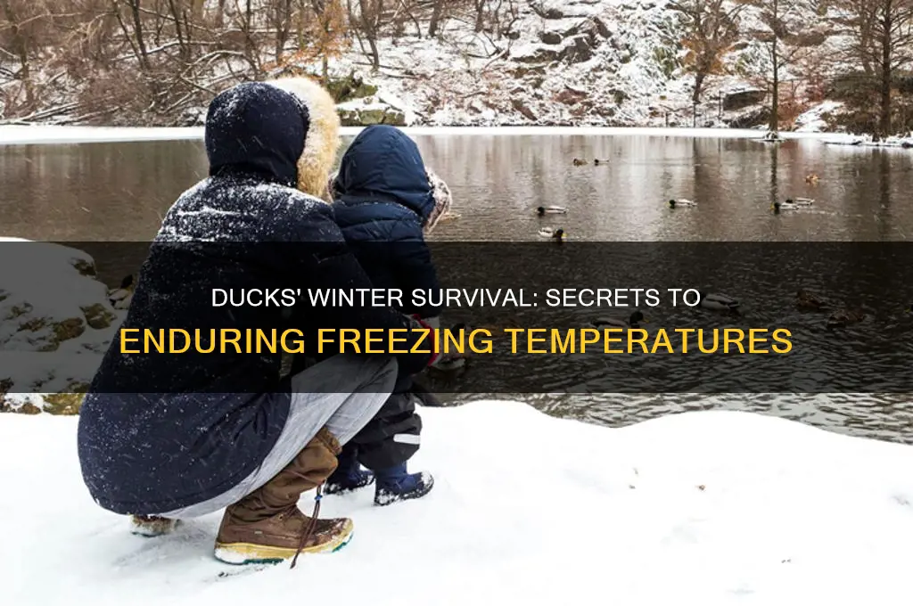 how do ducks survive freezing temperatures