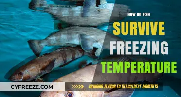Surviving the Freeze: How Fish Thrive in Icy Waters