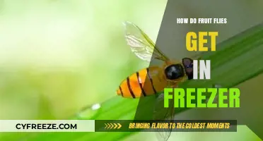 Why Fruit Flies Invade Your Freezer and How to Stop Them