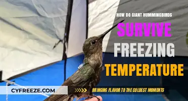 Giant Hummingbirds' Winter Survival: Secrets of Freezing Temperature Adaptation