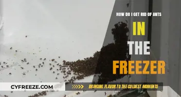Effective Ways to Eliminate Ants from Your Freezer Permanently