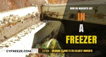 Unwanted Guests: How Maggots Can Invade Your Freezer and Solutions