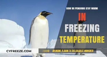 Penguins' Secrets: Staying Warm in Antarctica's Freezing Climate