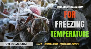Surviving the Cold: Plant Strategies to Withstand Freezing Temperatures