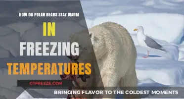 Polar Bears' Secrets: Staying Warm in Arctic Freezing Temperatures