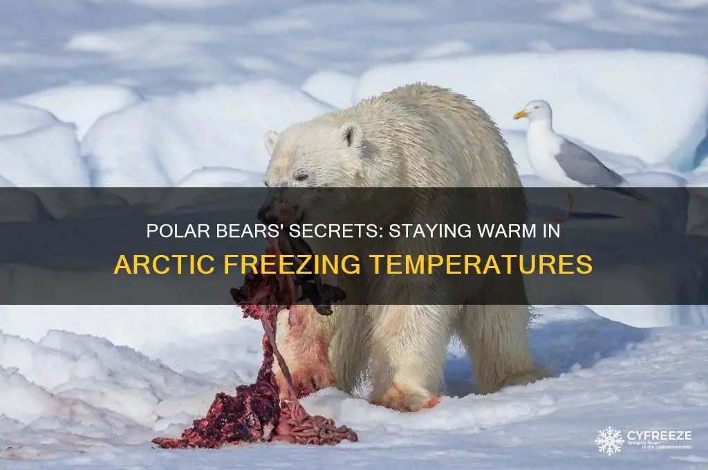 how do polar bears stay warm in freezing temperatures
